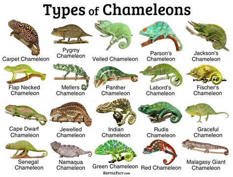 Chameleons facts and list of types with pictures – Artofit