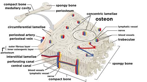 Bone Cell Labeled Diagram