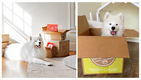 What is the Best Raw Dog Food Delivery Service? The Top 6 Rated ...