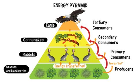 Diagram showing energy pyramid for education 2939191 Vector Art at Vecteezy