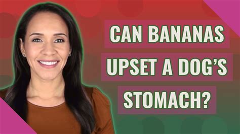 Can Bananas Upset A Dogs Stomach? The 11 Top Answers ...