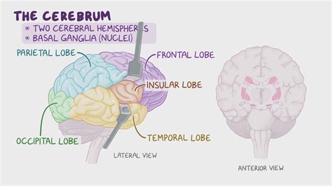 Hippocampus: What Is It, Location, Function, and More | Osmosis