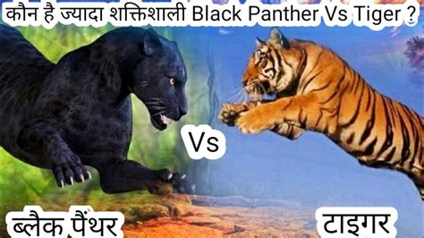 Who is stronger Tiger Vs Black Panther?|| Tiger vs black panther Fight ...