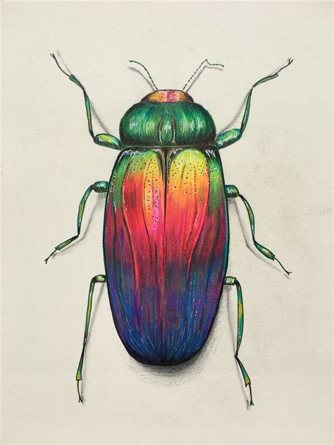 Colourful beetle pencil drawing prismacolor. | Color pencil drawing ...