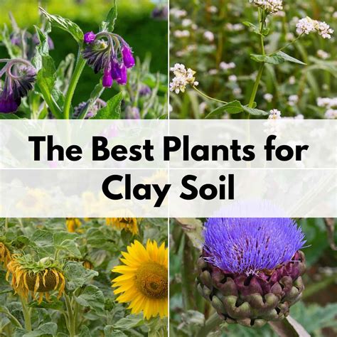 Must-Know Plants for Improving Clay Soil - Together Time Family