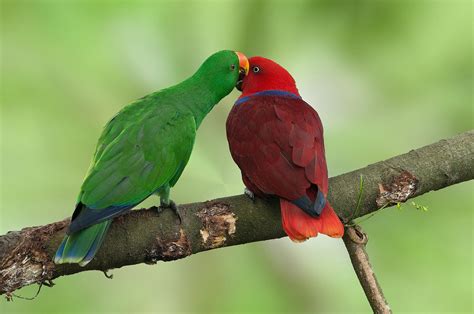 Eclectus Parrot: Bird Species Characteristics & Care