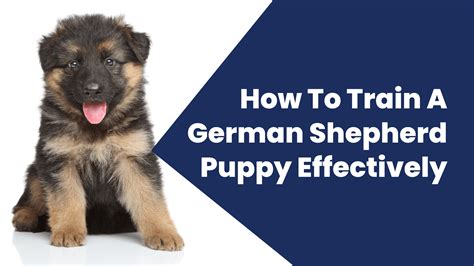 How To Train Your German Shepherd Puppy Effectively