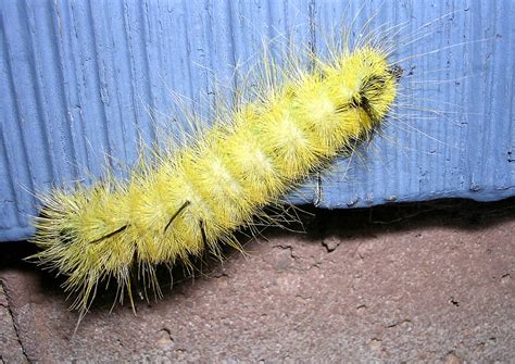 Caterpillar Identification Guide: 40 Species With Photos and ...