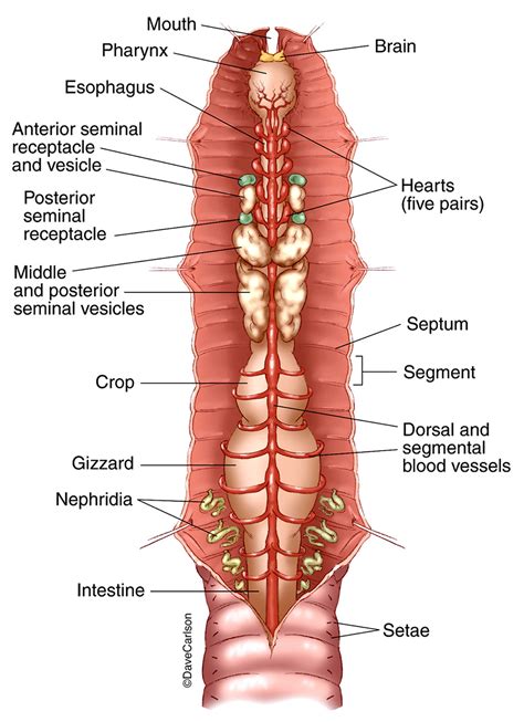 Earthworm - Dorsal View | | Carlson Stock Art