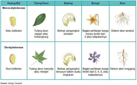 6 Perbedaan Dikotil dan Monokotil Pada Tumbuhan - kependidikan.com