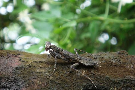 Blog - Pest Positives: How the Praying Mantis is Beneficial