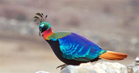 National Bird of Nepal, Danphe, Himalayan Monal, Largest Bird