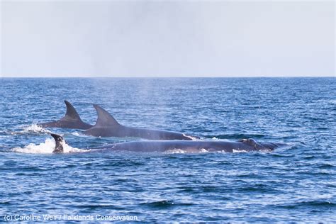 Sea Watch Foundation » Sei whale project in the Falkland Islands