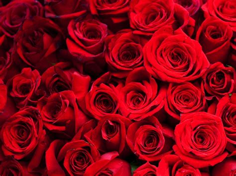 Red Roses Backgrounds - Wallpaper Cave