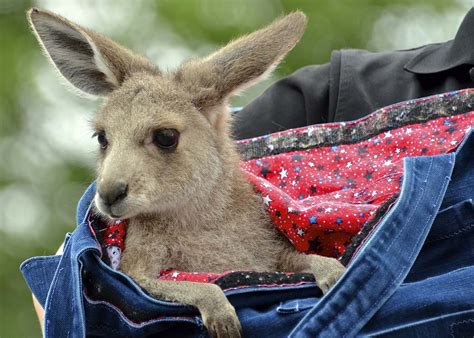 Baby Kangaroo Wallpaper - WallpaperSafari