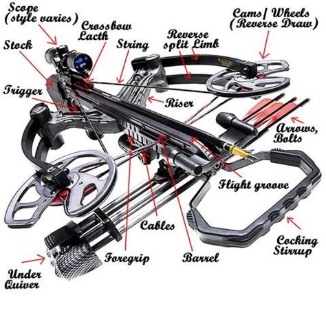 Different types of Crossbow | Crossbow, Crossbow hunting, Compound crossbow