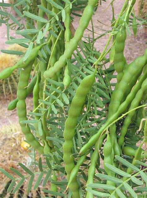 The honey mesquite beans provide high protein food