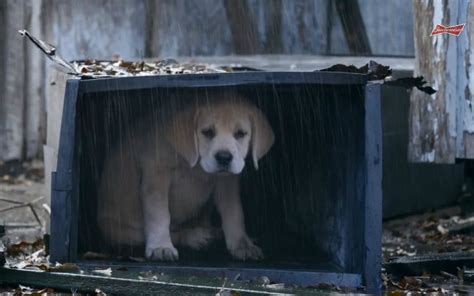 WATCH: Budweiser's 'Lost Dog' Super Bowl ad is quite an emotional ride ...