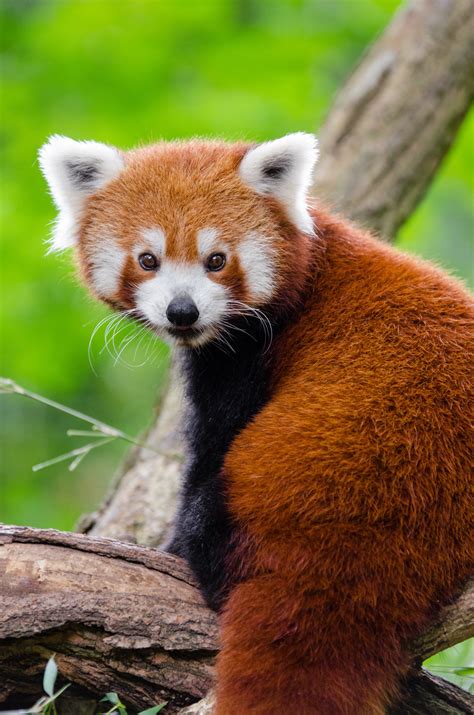 Free Images : cute, bear, wildlife, mammal, fauna, red panda, outdoors ...