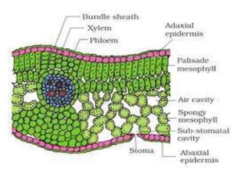 Dicot and monocot leaf anatomy