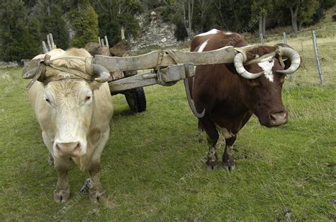 Oxen - Stock Image - C003/8021 - Science Photo Library