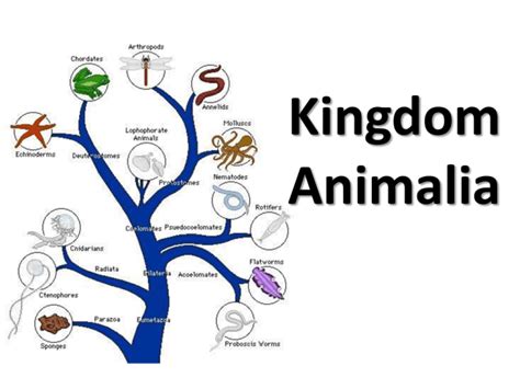 Kingdom Animalia