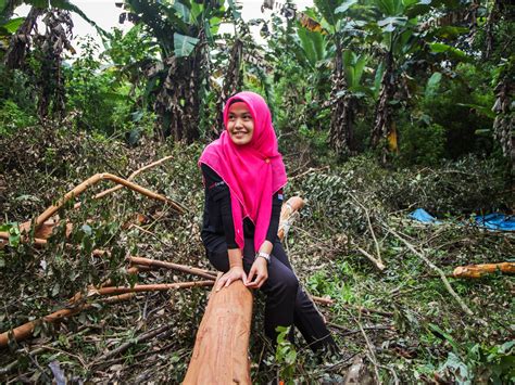 Cinnamon Plant Harvest