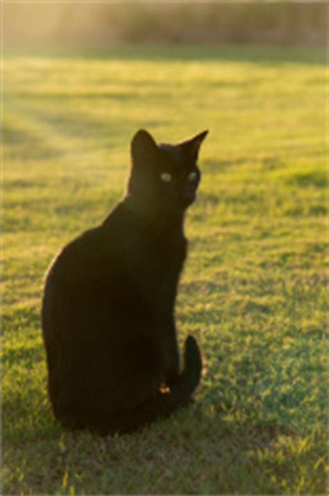 Silhouette of Cats on Fence stock photos - FreeImages.com