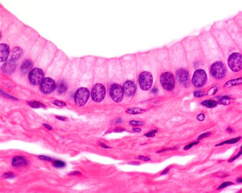 Simple Columnar Epithelium Stock Photos, Pictures & Royalty-Free Images ...