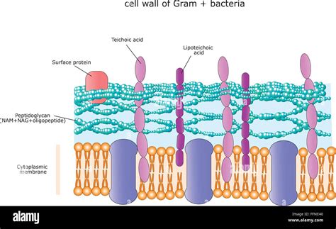 Gram Positive Cell Wall Diagram