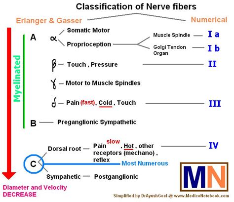 MedicoNotebook: Nerve Fibers