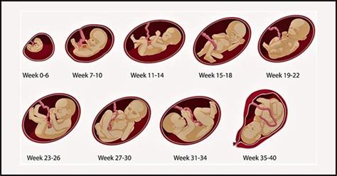 Weeks Pregnant Baby Development Symptoms Signs Week By Week | Hot Sex ...