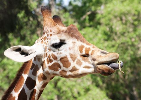 Free photo: Giraffe Eating - Africa, Animal, Giraffe - Free Download ...