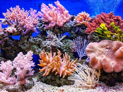 Fun Facts About Coral Reefs You Might Not Know