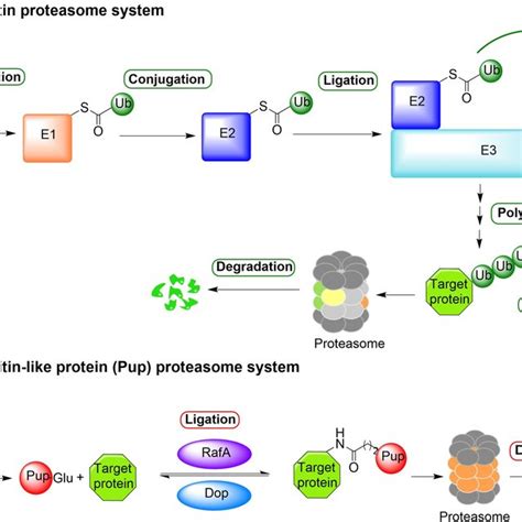 Ubiquitin-proteasome system in eukaryotes and Pup-proteasome system in ...