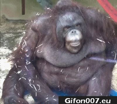 Gif 42 [Video] | Monkeys funny, Chimpanzee, Funny gif