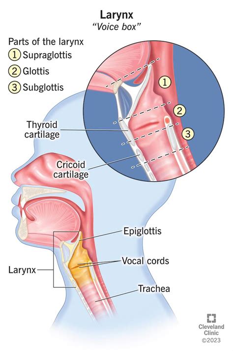 Epiglottis Anatomy