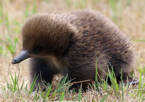 Baby Echidna. | Flickr - Photo Sharing!