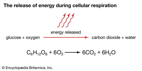 Cell Respiration Steps