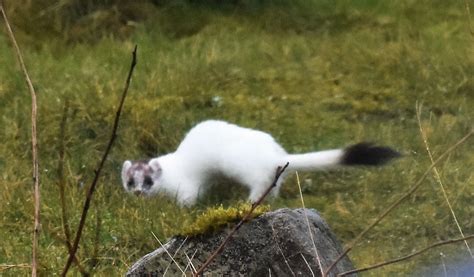 A stoat and its Lordly winter coat - Assynt Field Club