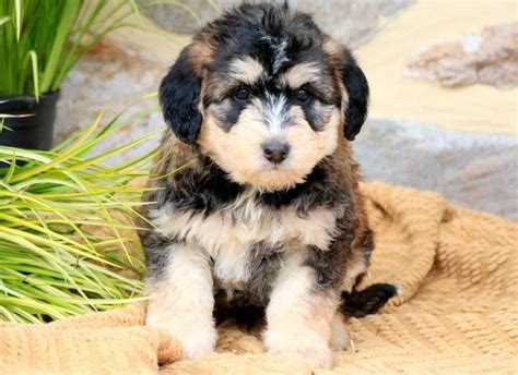 Siberpoo: History, Temperament, Care, Training, Feeding & Pictures