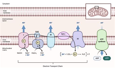 Where does the electron transport chain take place