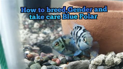 How to breed,Gender & Take Care Blue polar Parrot Cichlids quick and ...