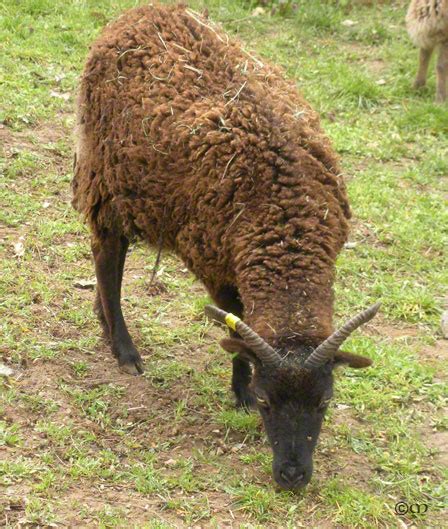 New coat colors and patterns in British Soay sheep : The Soay Sheep ...