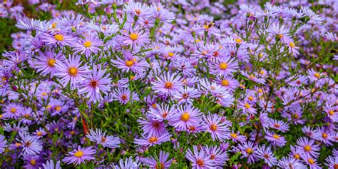 How To Grow Asters - The Perfect Fall Perennial With Big Color!