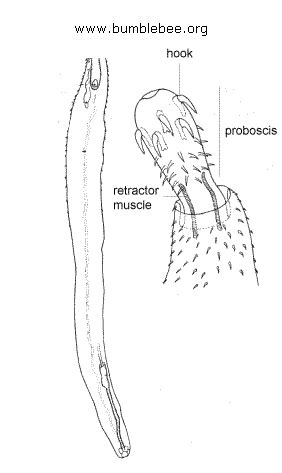 ACANTHOCEPHALA - spiny-headed worms, thorny-headed worms | www ...