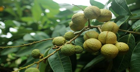 Longan Plant & Tree Care - How To Take Care of Longan Trees ...