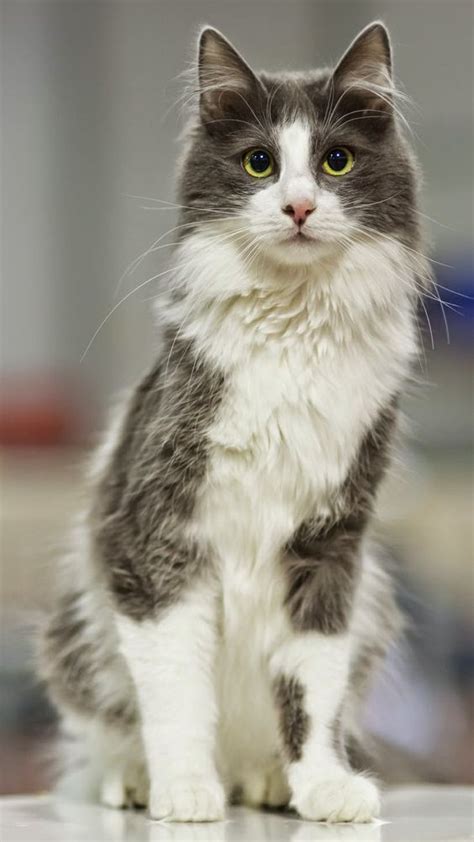 Turkish Angora Cat is a breed of domestic cat. Turkish Angoras are one ...