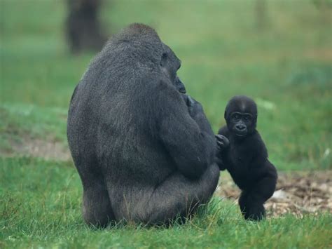 Do Gorillas Have Tails - Why Don't Gorillas Have Tails - Gorilla Facts