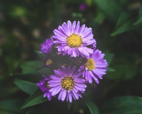 Aster flower meaning • Discover the true meanings of this beautiful flower